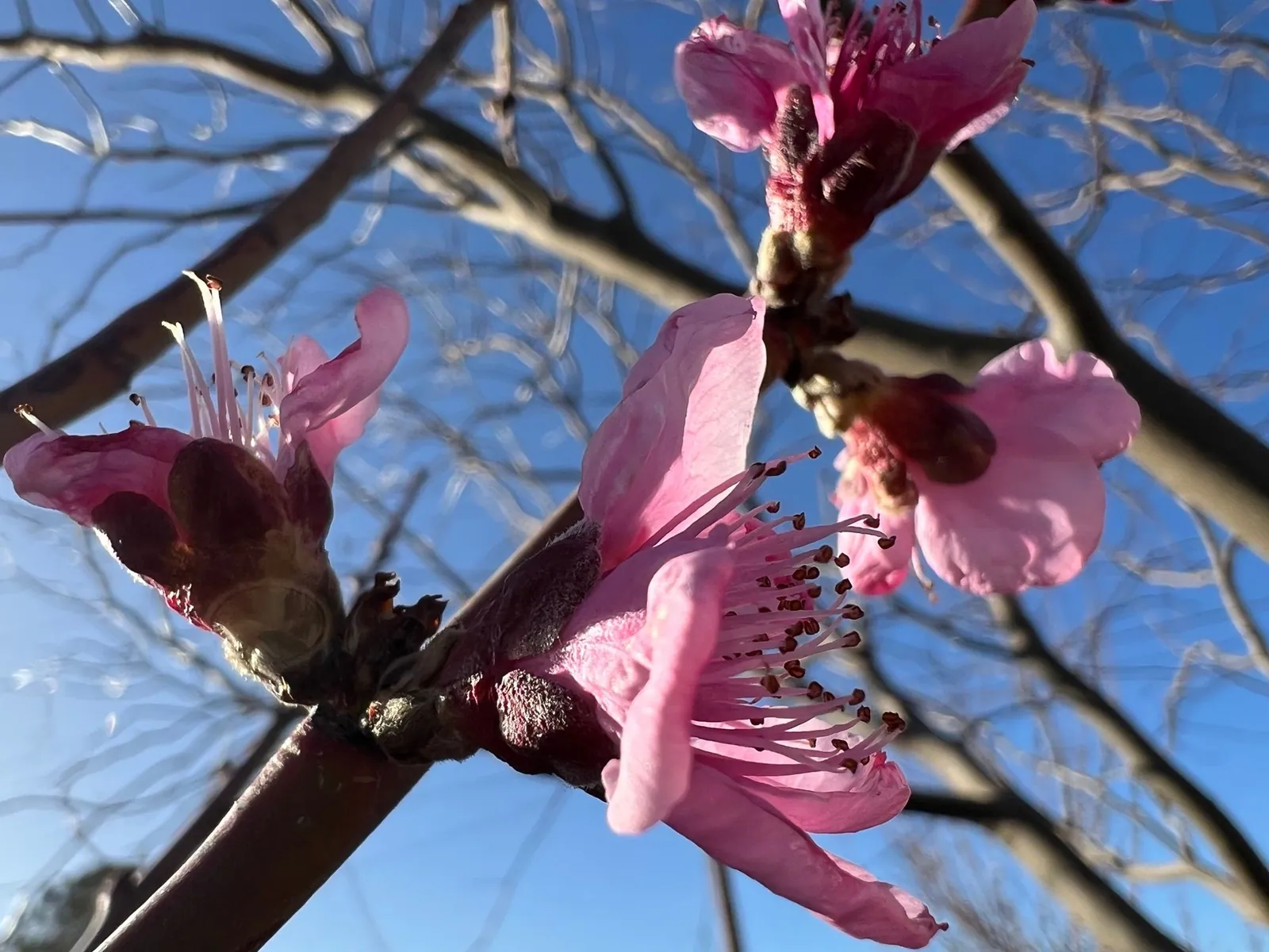 A close up image of pink peach blossoms on a branch with blue sky and more branches in the background