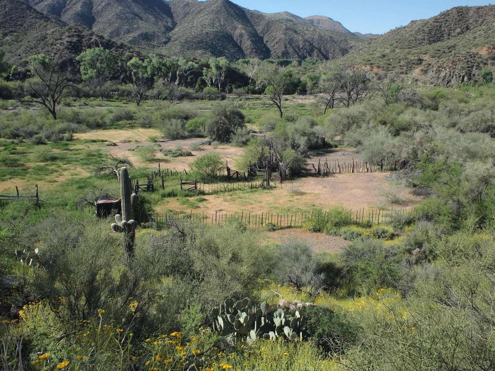 A lush green desert canyon landscape with leafy cottonwoods, yellow flowers and saguaro cactus.