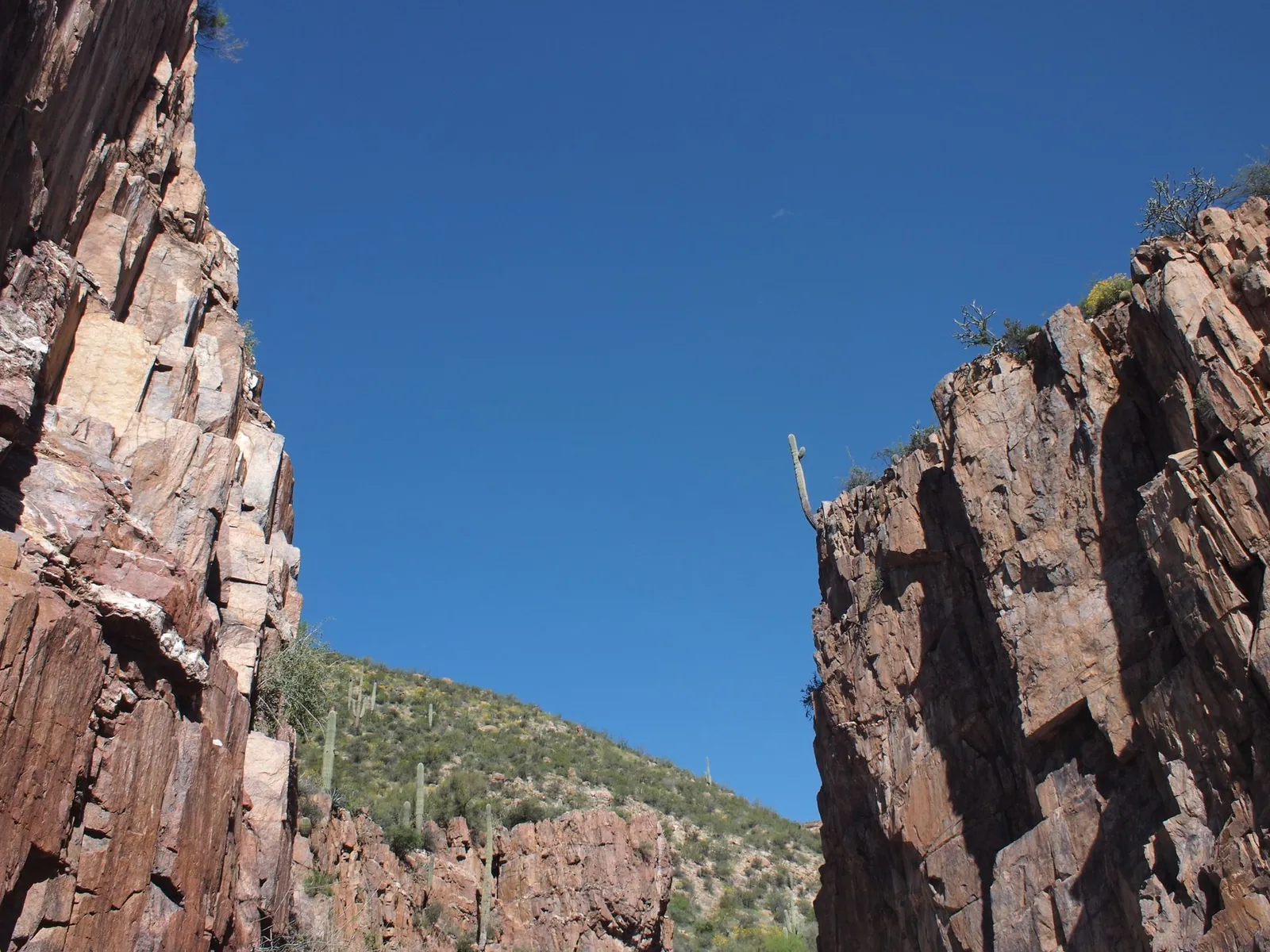 A huge saguaro cactus hangs improbably from a high cliff edge. The photo is looking up the canyon walls towards a blue sky