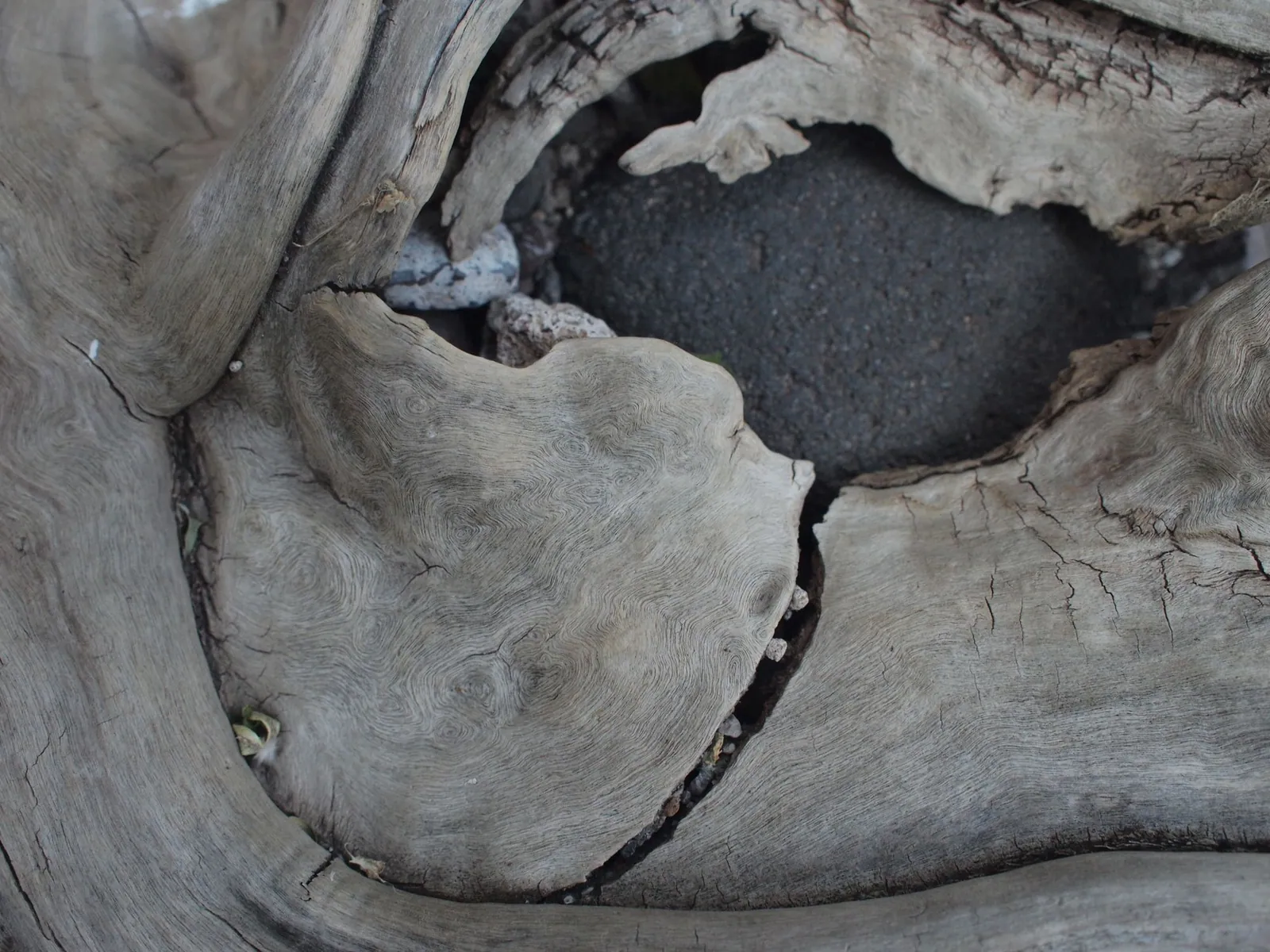A closeup image of a black stone that was consumed by a tree, which then died and its textured wood remains, looking like a fingerprint.