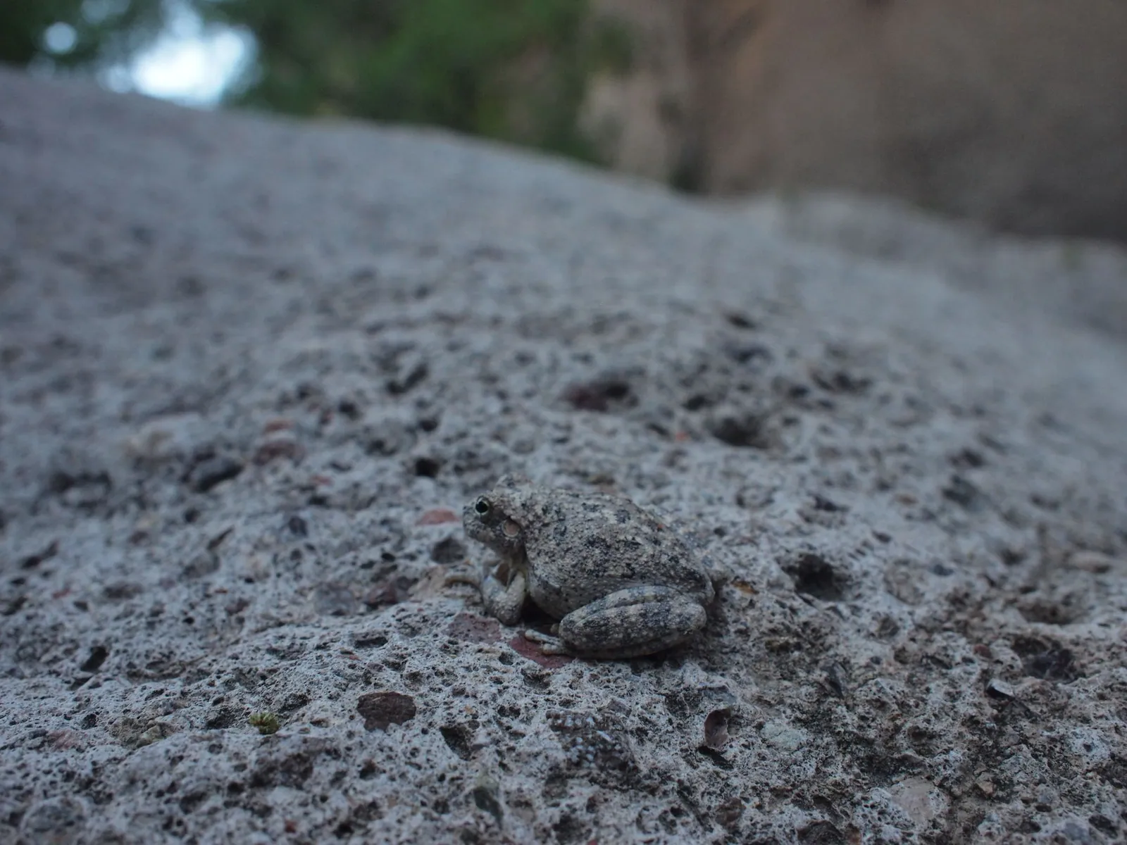 A small grey frog perfectly camouflaged with the rock it is hanging out on