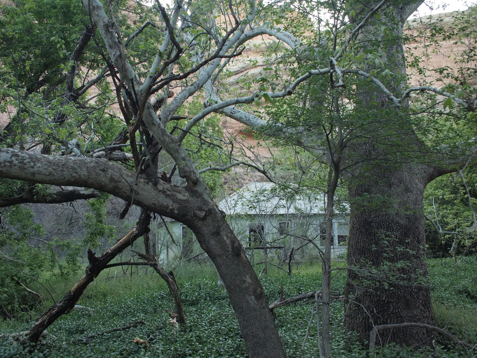 A white house obscured by underbrush and sycamores in a canyon bottom