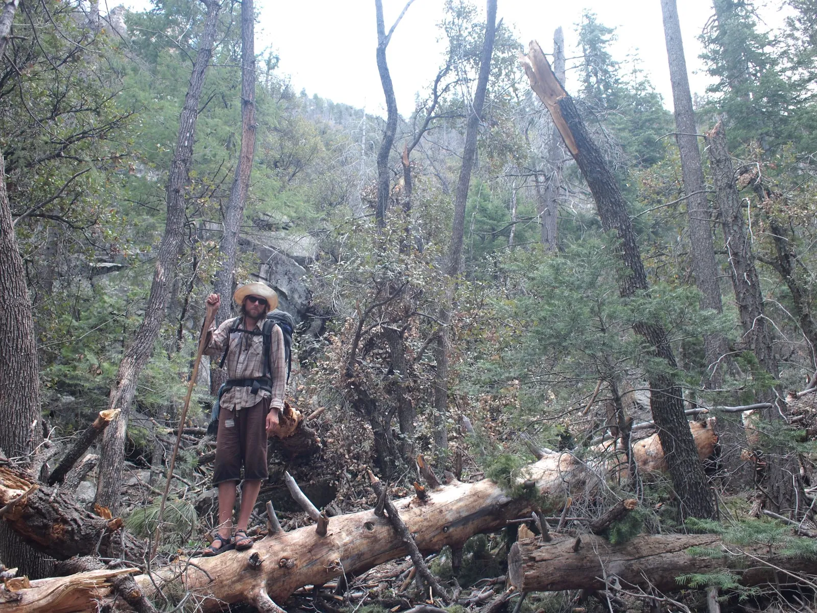 A man wearing plaid shirt, white sun hat and brown shorts stands on a down log in the forest