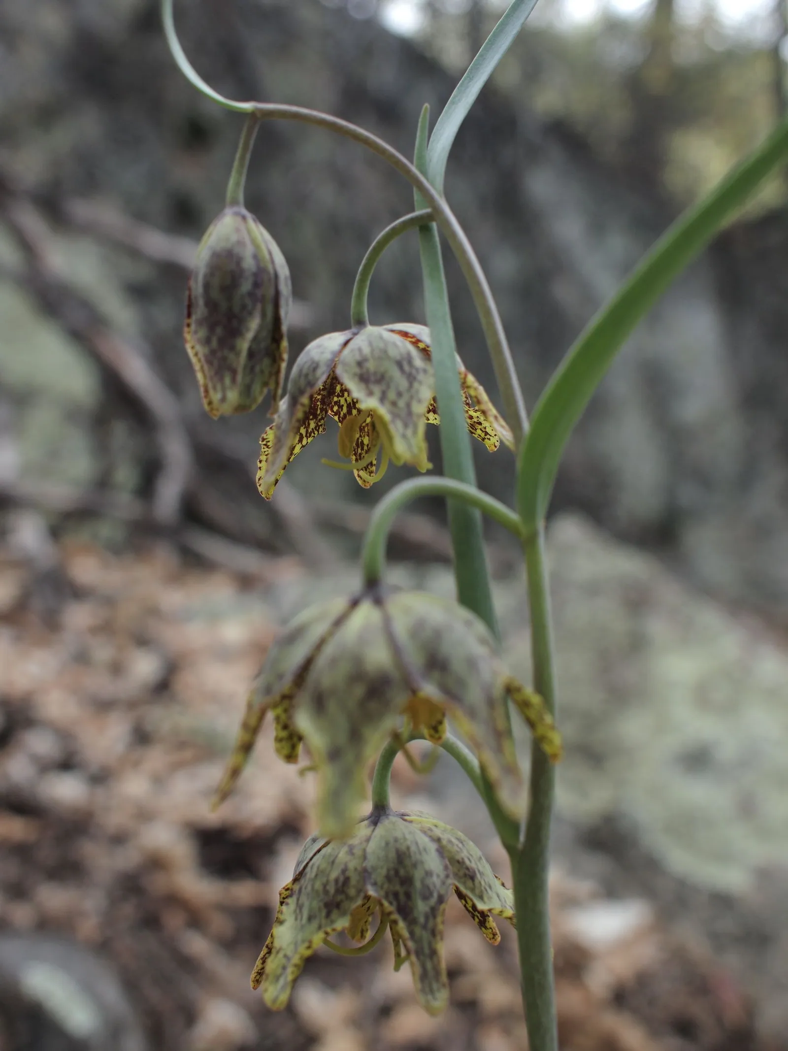 A close up image of a green, and yellow flowering plant with maroon spots on the inside of the petals