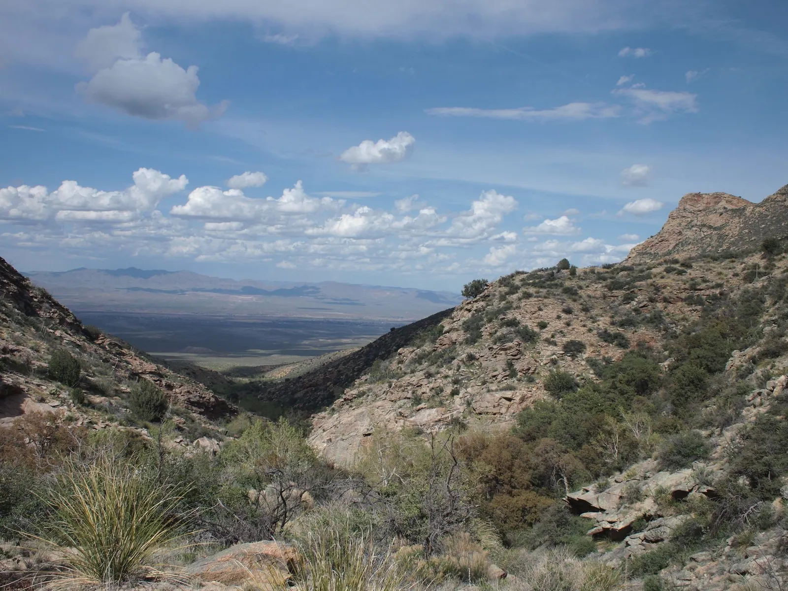 A mountain desert landscape with beargrass and mesquite in the foreground, puffy clouds in the sky.