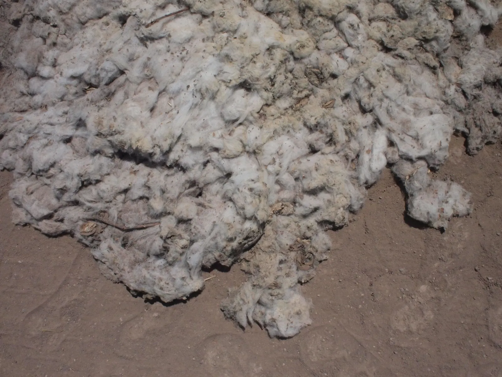 dirty cotton on dusty ground
